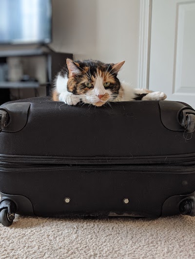 calico cat laying on a piece of luggage